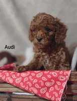 Audi , a male Cavapoo for sale in Cadott, WI – 4 of 10