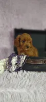 Taryn , a female Cavapoo for sale in Cadott, WI – 6 of 10