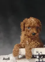 Audi , a male Cavapoo for sale in Cadott, WI – 4 of 10
