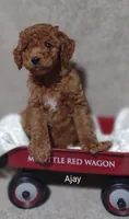 Ajay, a male Cavapoo for sale in Cadott, WI – 5 of 9