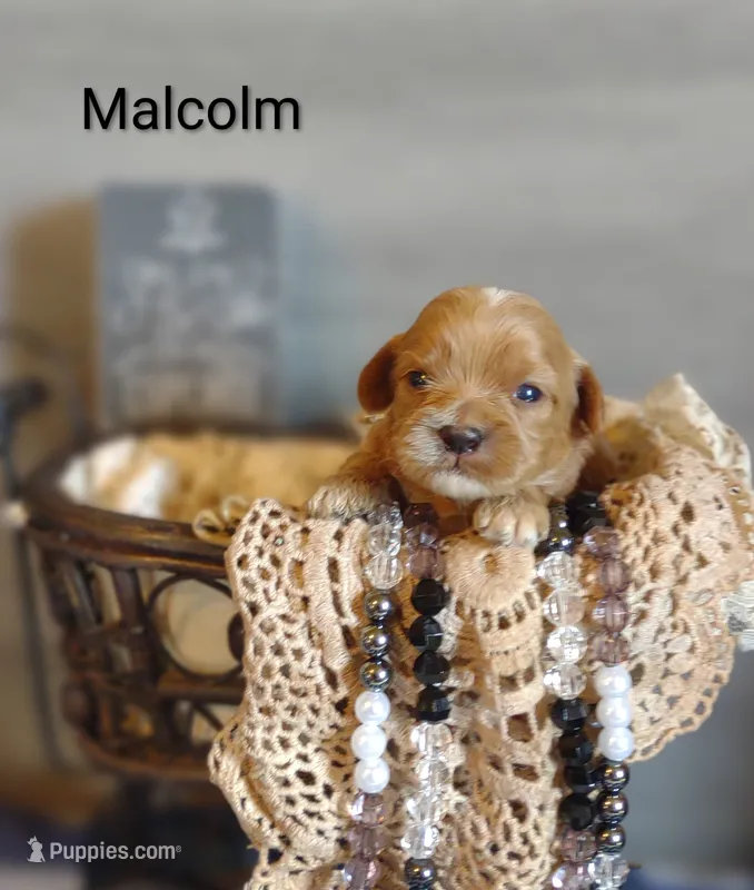Malcolm  – Shihpoo puppy for sale in Cadott, WI