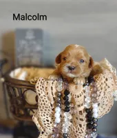 Malcolm , a male Shihpoo for sale in Cadott, WI – 5 of 5