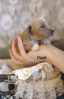 Flash, a male Shihpoo for sale in Cadott, WI – Photo 5 of 7