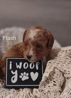 Flash, a male Shihpoo for sale in Cadott, WI – Photo 4 of 7