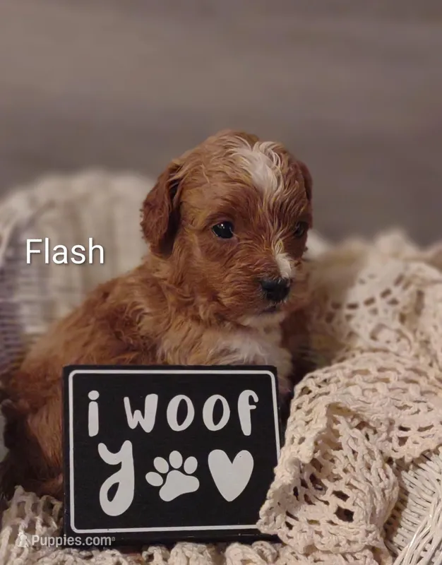 Flash – Shihpoo puppy for sale in Cadott, WI