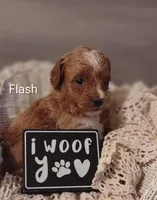 Flash, a male Shihpoo for sale in Cadott, WI – Photo 1 of 7