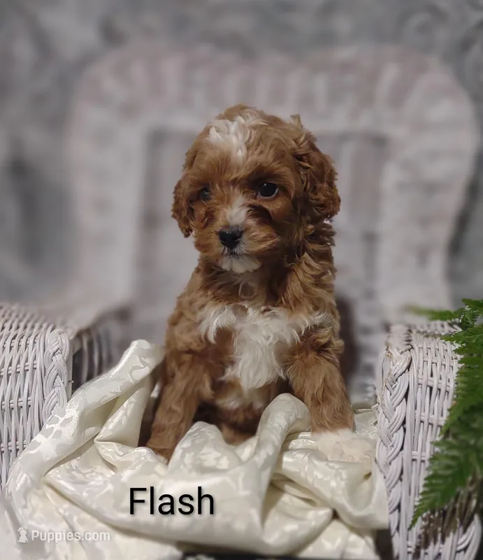 Flash – Shihpoo puppy for sale in Cadott, WI