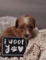 Flash, a male Shihpoo for sale in Cadott, WI – Photo 3 of 7