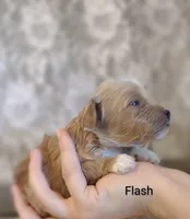 Flash, a male Shihpoo for sale in Cadott, WI – Photo 6 of 7