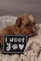 Flash, a male Shihpoo for sale in Cadott, WI – Photo 2 of 7