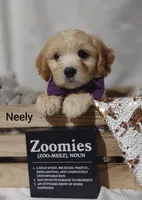 Neely , a male Cavachon for sale in Cadott, WI – 6 of 10