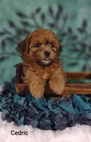Cedric , a male Shih Tzu for sale in Cadott, WI – 2 of 8