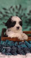 Hansel , a male Cavapoo and Shih Tzu for sale in Cadott, WI – 3 of 10