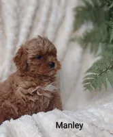 Manley , a male Shihpoo for sale in Cadott, WI – 8 of 10