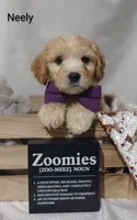 Neely , a male Cavachon for sale in Cadott, WI – 9 of 10