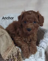 Anchor , a male Cavapoo for sale in Cadott, WI – 8 of 10