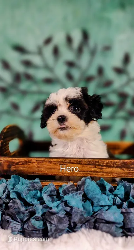 Hero – Cavapoo, Shih Tzu puppy for sale in Cadott, WI