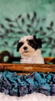 Hero, a male Cavapoo and Shih Tzu for sale in Cadott, WI – 1 of 10