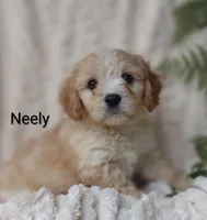 Neely , a male Cavachon for sale in Cadott, WI – 5 of 10