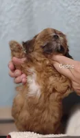 Cedric , a male Shih Tzu for sale in Cadott, WI – 7 of 8