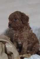 Artie , a male Cavapoo for sale in Cadott, WI – 9 of 10