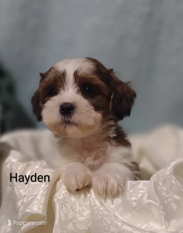 Hayden  – Cavapoo, Shih Tzu puppy for sale in Cadott, WI