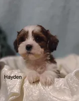 Hayden , a male Cavapoo and Shih Tzu for sale in Cadott, WI – 1 of 10