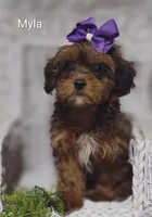 Myla, a female Shihpoo for sale in Cadott, WI – 6 of 10