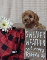 Tula, a female Cavapoo for sale in Cadott, WI – 8 of 10