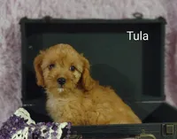 Tula, a female Cavapoo for sale in Cadott, WI – 2 of 10