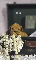 Tula, a female Cavapoo for sale in Cadott, WI – 8 of 10