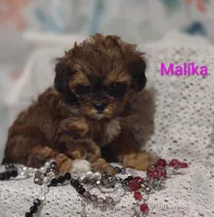 Malika , a female Shihpoo for sale in Cadott, WI – 10 of 10