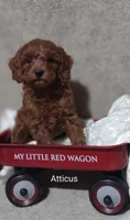 Atticus , a male Cavapoo for sale in Cadott, WI – 9 of 9