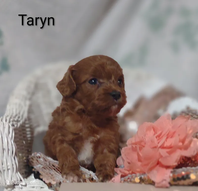 Taryn  – Cavapoo puppy for sale in Cadott, WI