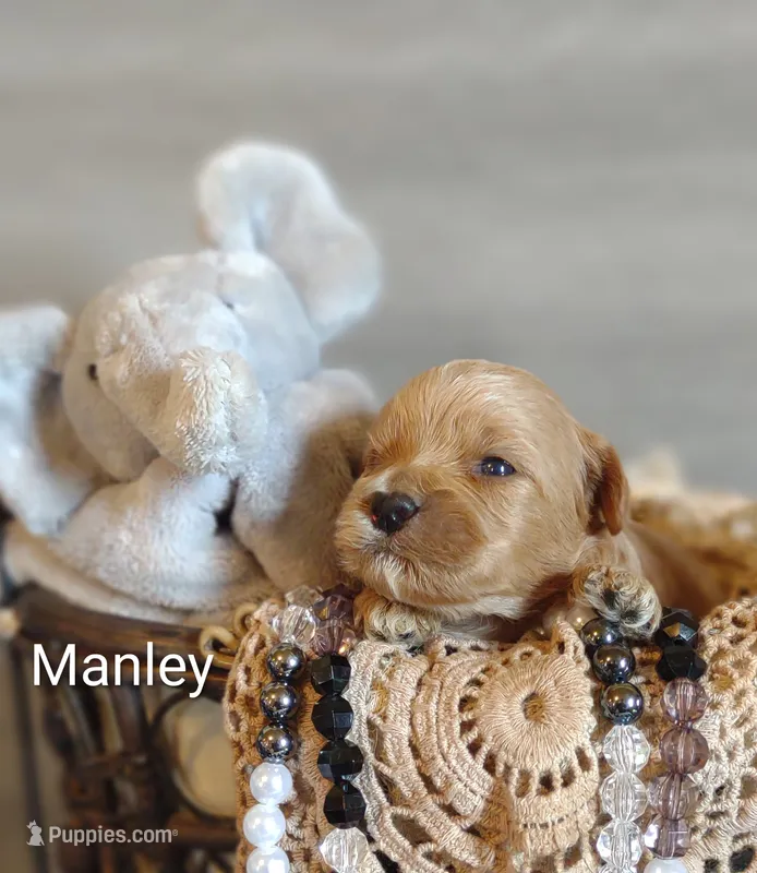 Manley  – Shihpoo puppy for sale in Cadott, WI
