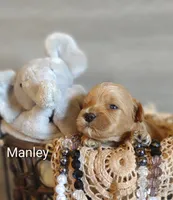 Manley , a male Shihpoo for sale in Cadott, WI – 1 of 8
