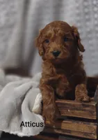 Atticus , a male Cavapoo for sale in Cadott, WI – 9 of 9
