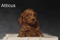 Atticus , a male Cavapoo for sale in Cadott, WI – 4 of 9