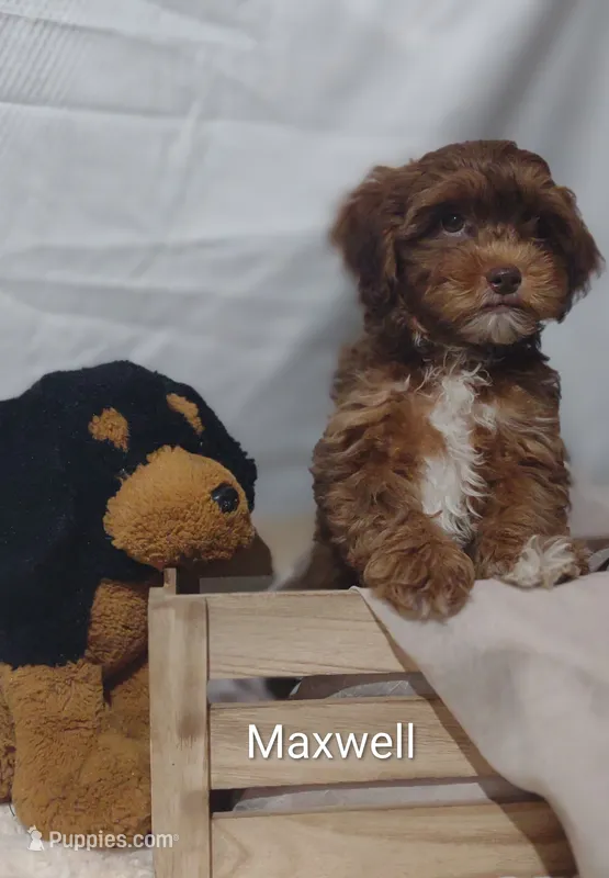 Maxwell  – Shihpoo puppy for sale in Cadott, WI