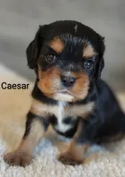 Caesar , a male Cavalier King Charles Spaniel for sale in Cadott, WI – 7 of 10