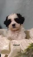 Hansel , a male Cavapoo and Shih Tzu for sale in Cadott, WI – 8 of 10