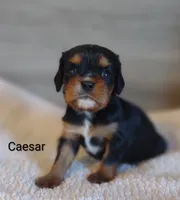 Caesar , a male Cavalier King Charles Spaniel for sale in Cadott, WI – 2 of 10