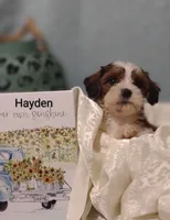 Hayden , a male Cavapoo and Shih Tzu for sale in Cadott, WI – 3 of 10