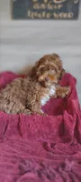 Maxwell , a male Shihpoo for sale in Cadott, WI – 5 of 9