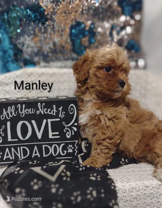 Manley  – Shihpoo puppy for sale in Cadott, WI
