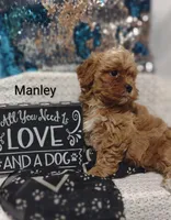 Manley , a male Shihpoo for sale in Cadott, WI – 1 of 10