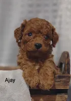 Ajay, a male Cavapoo for sale in Cadott, WI – 7 of 10