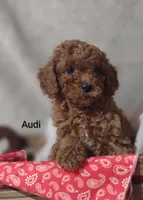 Audi , a male Cavapoo for sale in Cadott, WI – 6 of 10