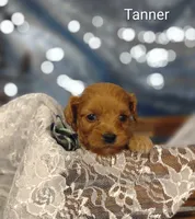 Tanner , a male Cavapoo for sale in Cadott, WI – 7 of 10