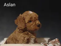 Aslan , a male Cavapoo for sale in Cadott, WI – 2 of 10